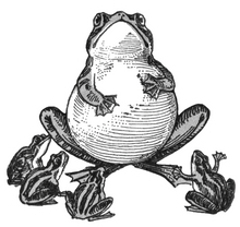 Load image into Gallery viewer, Frog of Elder Wisdom

