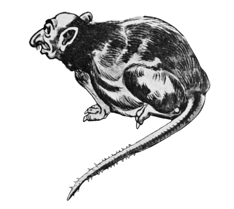 Ratto